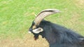 Close up of a black and white pygmy goat with horns in the grass field Royalty Free Stock Photo