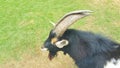 Close up of a black and white pygmy goat with horns in the grass field Royalty Free Stock Photo