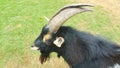 Close up of a black and white pygmy goat with horns in the grass field Royalty Free Stock Photo