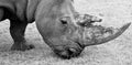 Close up black and white rhino