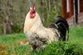 Close up of a black and white rooster with bright red comb Royalty Free Stock Photo