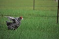 Black and white rooster chicken running Royalty Free Stock Photo