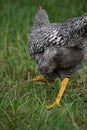 Black and white rooster chicken running Royalty Free Stock Photo