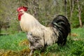 Close up of a black and white rooster sounding cock-a-doodle-doo Royalty Free Stock Photo