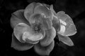 Twin monochrome dark rose beauties Royalty Free Stock Photo