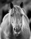 Close-up of Brown Horse, Shallow DOF, BW Royalty Free Stock Photo