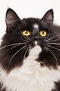 Close-up of black and white siberian cat Royalty Free Stock Photo