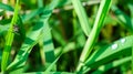 Close up black and white small spider insect climbing on green grass near water dew drop in morning. hairy animal danger and preda Royalty Free Stock Photo