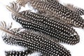 Close up of Black and White Spotted Guinea Fowl Feathers Royalty Free Stock Photo