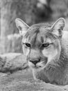A Close Up Black And White Wildlife Portrait Photograph Of An Adult Cougar Mountain Lion Or Puma With Blurred Bokeh Background