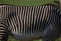 Close up of black and white zebra stripes with green background