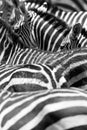 Close up of the black and white zebra stripes Royalty Free Stock Photo