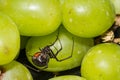 Black Widow Spider hiding in grapes Royalty Free Stock Photo