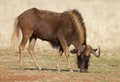 Close-up of Black wildebeest; ConnBlack wildebeest