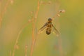 Bombyliidae beefly