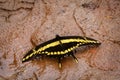 Black and yellow Butterfly, Caraca natural park, Minas Gerais, Brazil