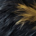 a close up of a black and yellow feather