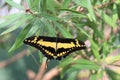 Close up of a black and yellow Giant Swallowtail on a Bottlebrush shrub with wings open Royalty Free Stock Photo