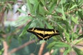 Close up of a black and yellow Giant Swallowtail on a Bottlebrush shrub with a blurred background Royalty Free Stock Photo