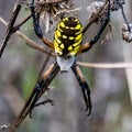 Close up Black and yellow Spider in the field