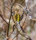 Close up Black and yellow Spider in the field