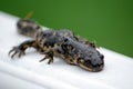 Close up of a black and yellow spotted salamander Royalty Free Stock Photo