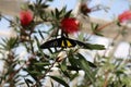 Close up of a black and yellow Troides helena, Common Birdwing Butterfly, on a Bottlebrush shrub