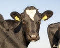 Close up of a black young cow with pouting bottom lip and with a white spot on her forehead Royalty Free Stock Photo