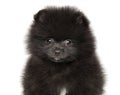 Close-up of a Black Zwerg Spitz puppy