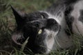 Close up of Blackand white Cat