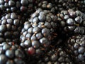 Close up of blackberries