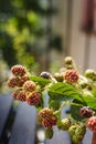 Close up of blackberry branch Royalty Free Stock Photo