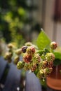 Close up of blackberry branch Royalty Free Stock Photo