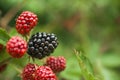 Close up blackberry with leaves. Blackberry close-up and place for text. Natural texture grows blackberry and copy space