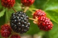 Close up blackberry with leaves. Blackberry close-up and place for text. Natural texture grows blackberry and copy space