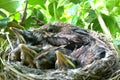 Nesting blackbird chicks Royalty Free Stock Photo