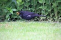 A close up of a Blackbird