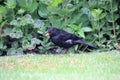 A close up of a Blackbird