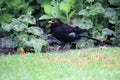 A close up of a Blackbird