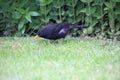 A close up of a Blackbird