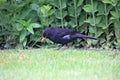 A close up of a Blackbird