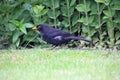 A close up of a Blackbird