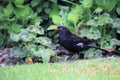 A close up of a Blackbird