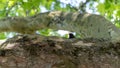 Close-up on a blackbird singing in a plane tree