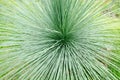 Grasstree, Blackboy or Xanthorrhoea leaf close up Royalty Free Stock Photo