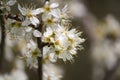 Close-up of blackthorn blossom (prunus spinosa) in April in the Southern Netherlands. Royalty Free Stock Photo