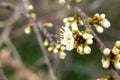 Close-up of Blackthorn blossom (Prunus spinosa), covered in dew drops Royalty Free Stock Photo