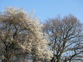 Close up of blackthorn tree with blossom flowers against a blue sunlit spring sky Royalty Free Stock Photo