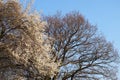 Blackthorn tree with blossom flowers against a blue sunlit spring sky Royalty Free Stock Photo