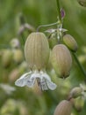 Close-up with bladder campion (Silene vulgaris).